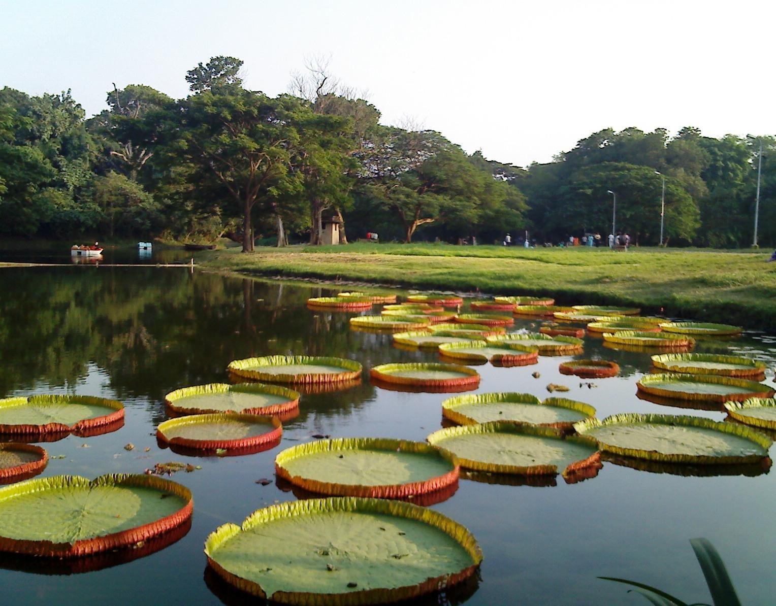 The Botanical Gardens of Calcutta were founded by Robert Kyd in 1787