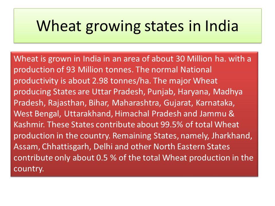 WHEAT (Triticum sp.), Poaceae ORIGIN OF WHEAT:Wheat is believed to have originated in south-western Asia. Some of the earliest remains of the crop have. - ppt download