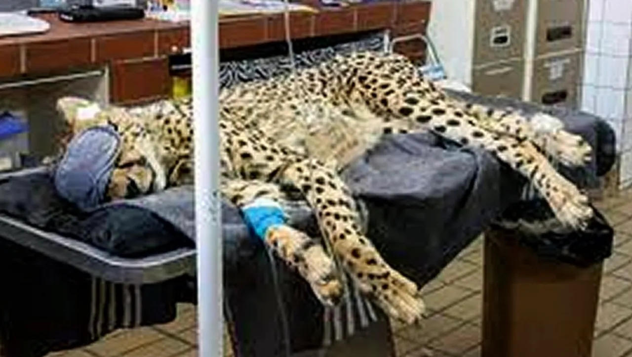 Cheetah Sasha dies due to kidney ailment in MP's Kuno National Park