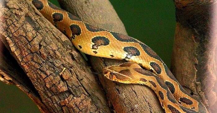 5 Best Snake Parks In India: An Encounter With The Reptiles In 2023!