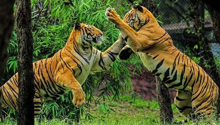 Tiger Reserves in India Complete List and Importance_70.1