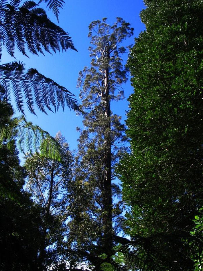Tallest Tree in the World, List of Top-10_50.1