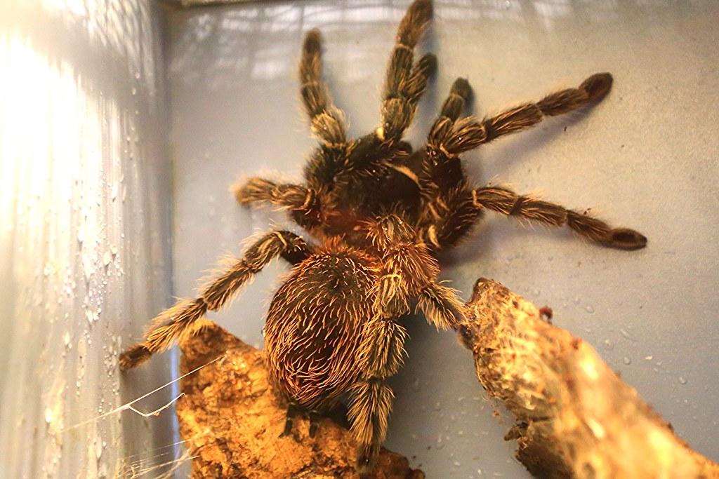 Biggest Spider in the World, List of Top-10_60.1