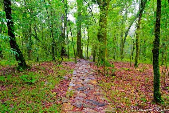 Biggest Forest in India, List of Top-10_60.1