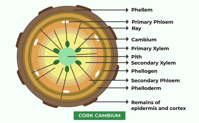 Types of Meristematic Tissue: Cork Cambium