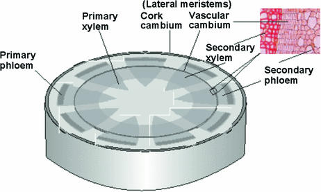 Types of Meristematic Tissue: Lateral Meristem