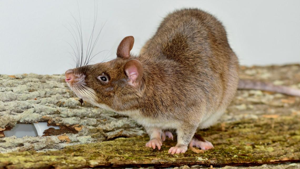 Bomb-sniffing rodents undergo 'weird' vaginal transformations | Cornell  Chronicle