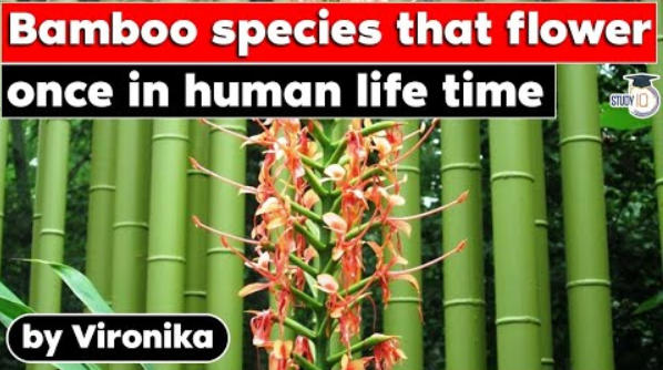 Bamboo Species That Flower Once In Human Life Time Free Pdf Download 8967