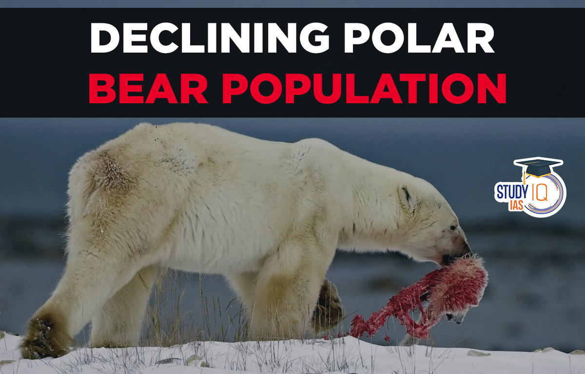 Declining Polar Bear Population