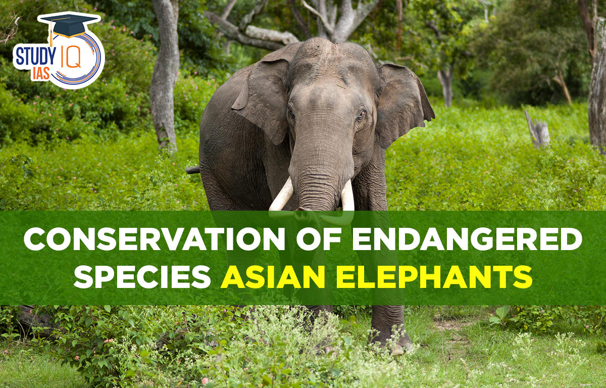 Conservation of Endangered Species Asian Elephants
