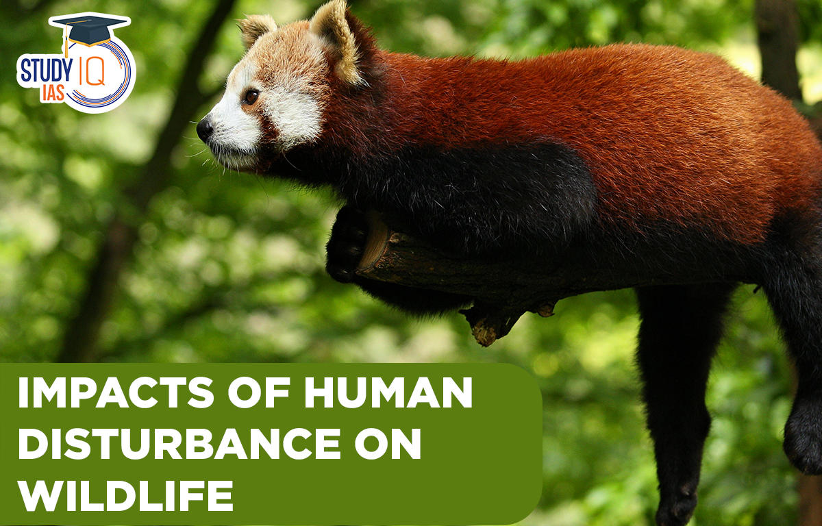 Impacts of Human Disturbance on Wildlife