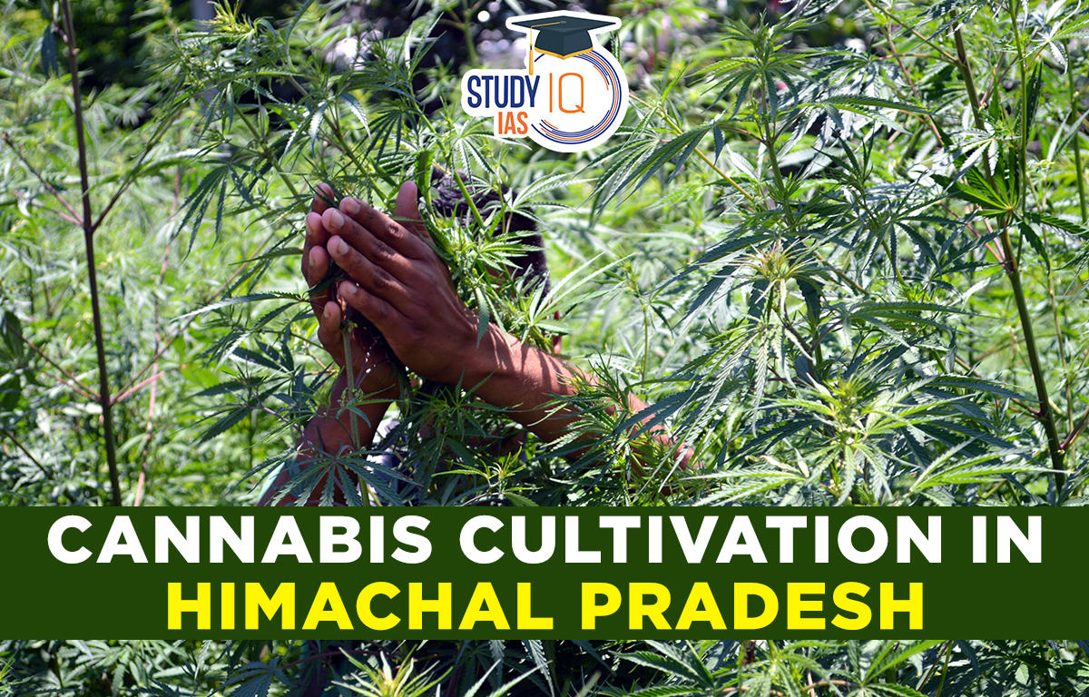 Cannabis Cultivation in Himachal Pradesh
