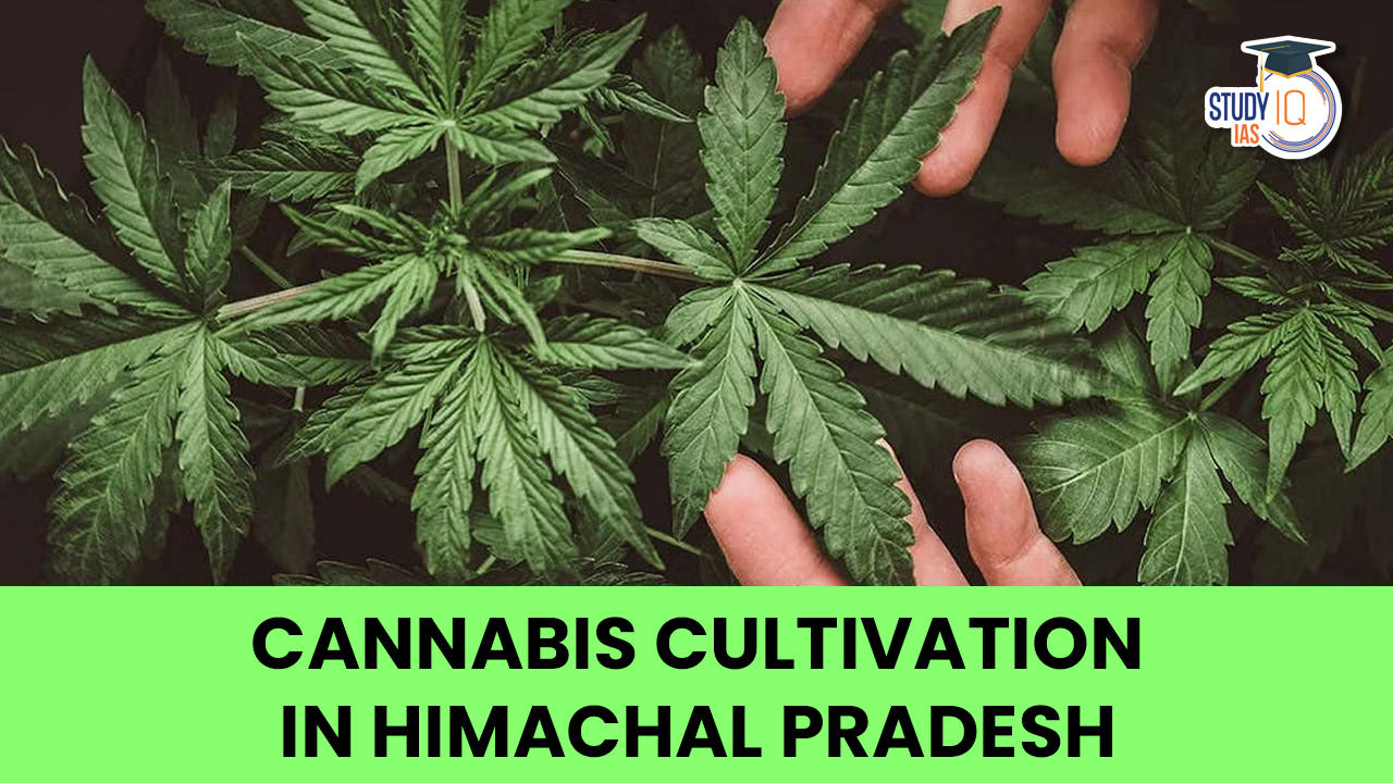 Cannabis Cultivation in Himachal Pradesh