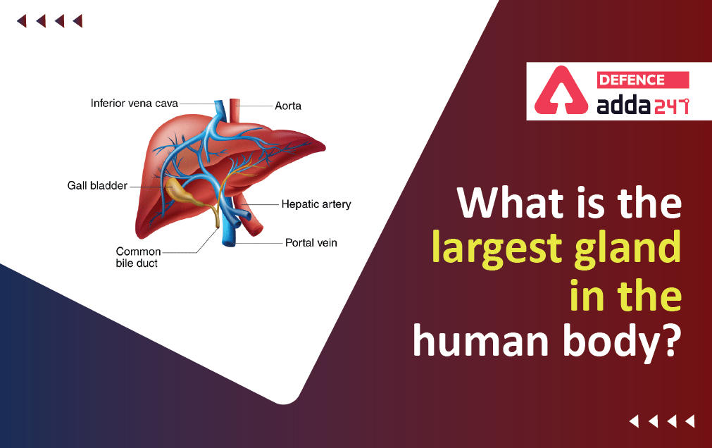 What is The Largest Gland in The Human Body?_30.1