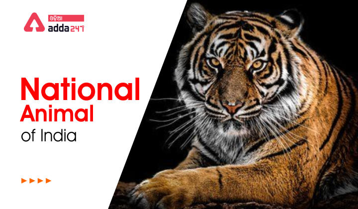 What is the National Animal of India?