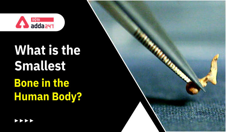 what-is-the-smallest-bone-in-the-human-body