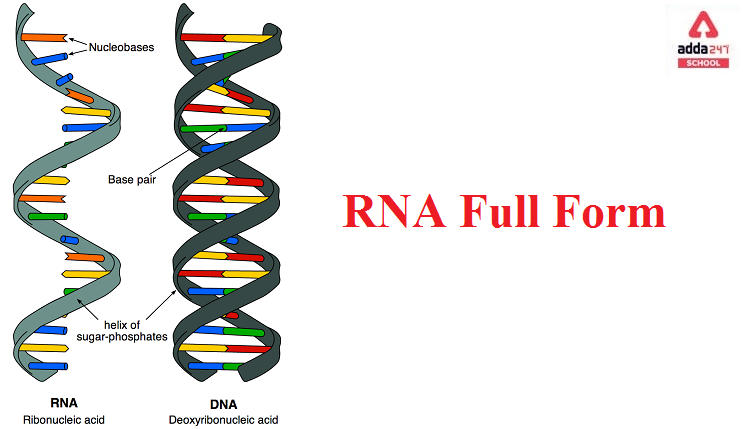 RNA Full Form - Ribonucleic Acid_30.1