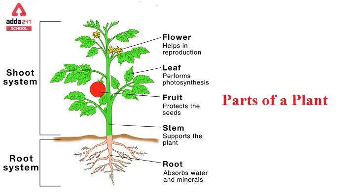 Parts of a Plants Drawing, Diagram, Chart for Kids_30.1