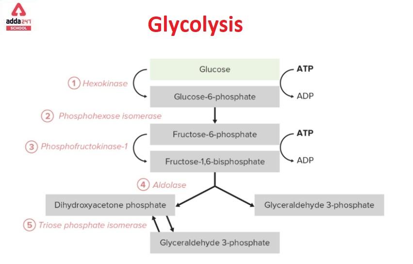 What Is The Preparatory Phase Of Glycolysis