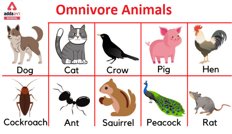 10 Omnivores Animals Name List and Examples
