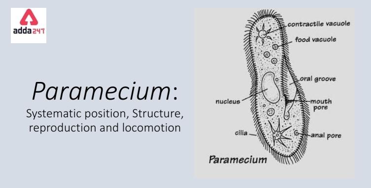 Paramecium - Diagram, kingdom, Caudatum, Locomotion, Size_30.1