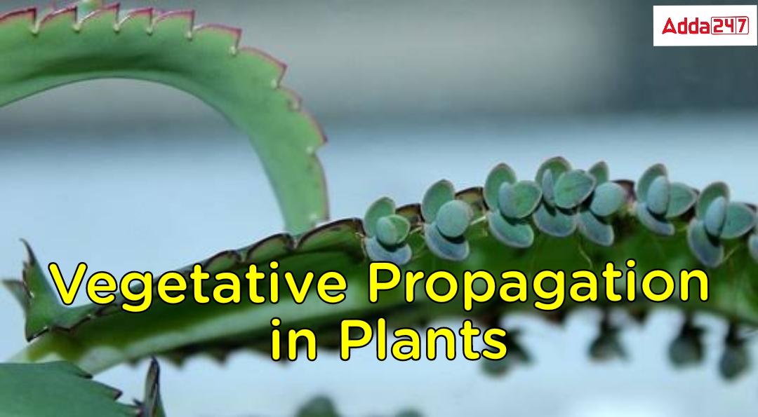 Vegetative Propagation- Define, Advantage for Class 10_30.1