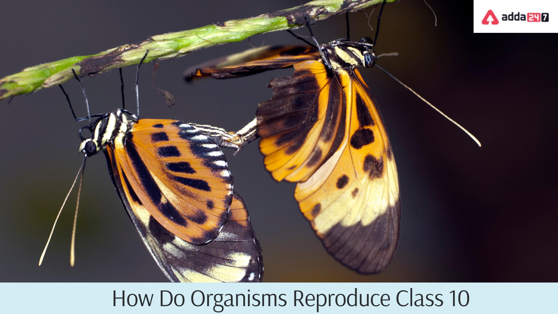 How Do Organisms Reproduce?- Class 10 Notes And Solutions_30.1