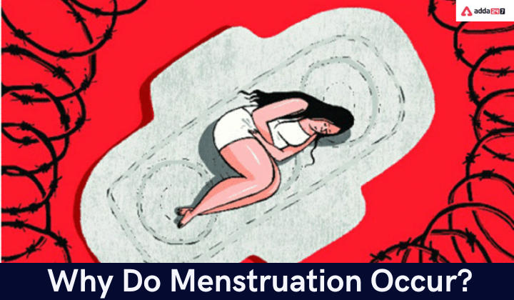 Why does Menstruation Occur?- is Explain for Clas 10th_30.1