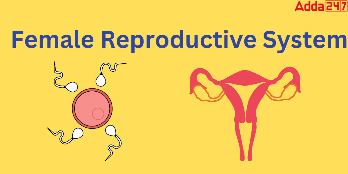 Female Reproductive System Parts And Functions And Diagram 