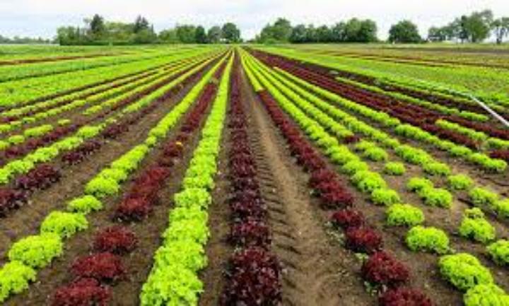 Horticulture In India: Horticulture Cluster Development Programme_30.1