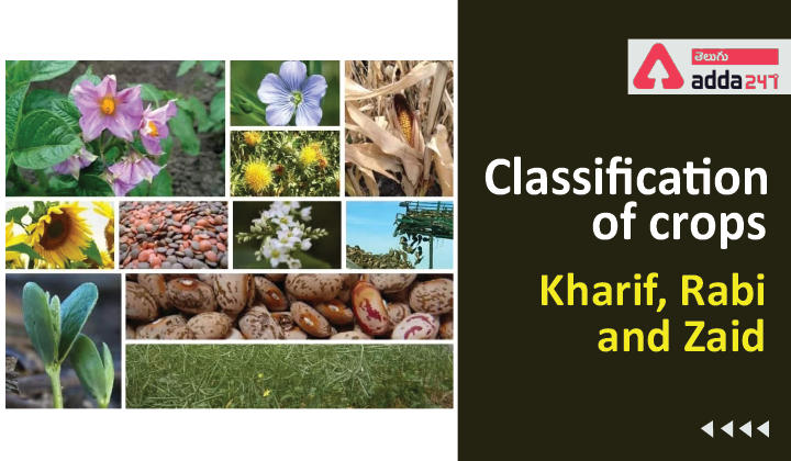 Classification of Crops Based on Season: Kharif, Rabi and Zaid crops_30.1