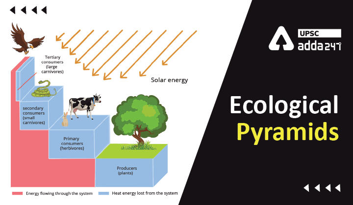 Ecological Pyramids: Meaning and Types_30.1