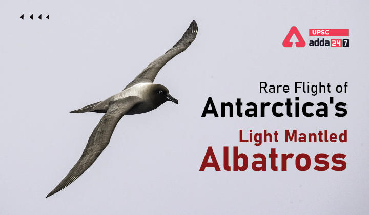 LIGHT MANTLED ALBATROSS_30.1