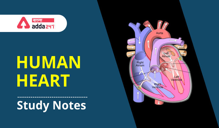 Study notes on "Human Heart" For WBCS Exam_30.1
