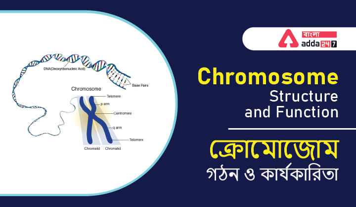 Chromosome: Structure and Function_30.1