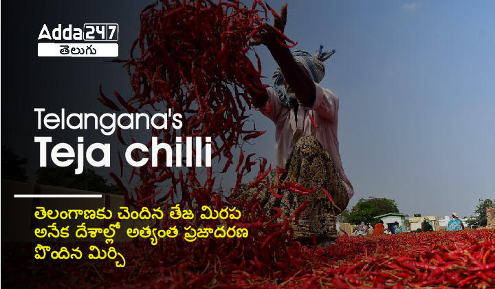 Telangana's Teja chilli is the most popular chilli in many countries |_30.1