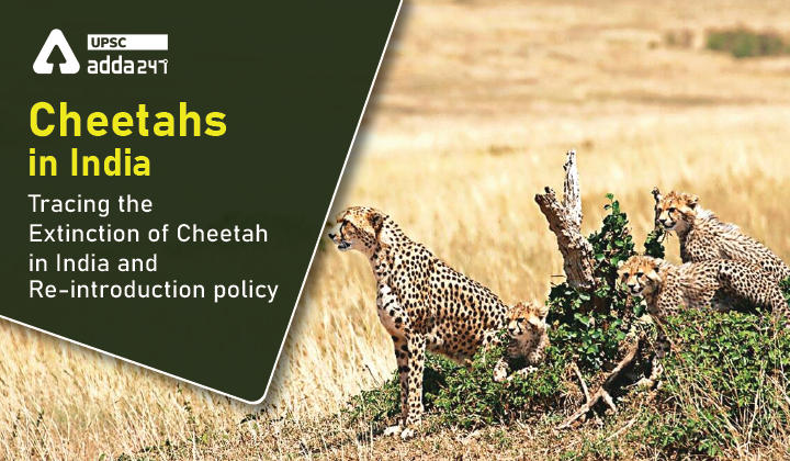 Cheetahs in India: Tracing the Extinction of Cheetah in India and Re- introduction policy Cheetahs in India: Tracing the Extinction of Cheetah in India and Re- introduction policy