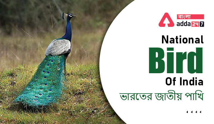 National Bird Of India_30.1