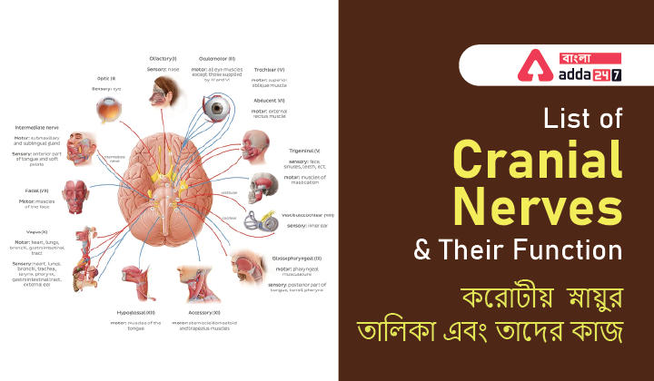 List of Cranial Nerves and Their Function_30.1