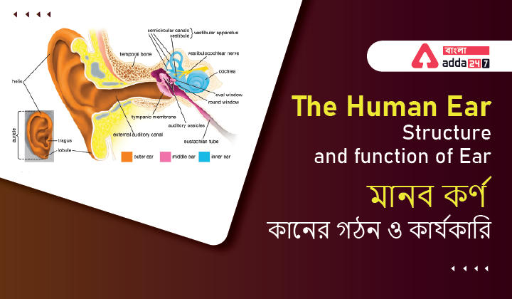 The Human Ear: Structure and function of Ear_30.1