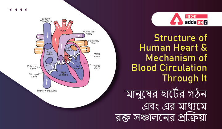 Structure of Human Heart and Mechanism of Blood Circulation Through It | মানুষের হার্টের গঠন এবং এর মাধ্যমে রক্ত সঞ্চালনের প্রক্রিয়া_30.1