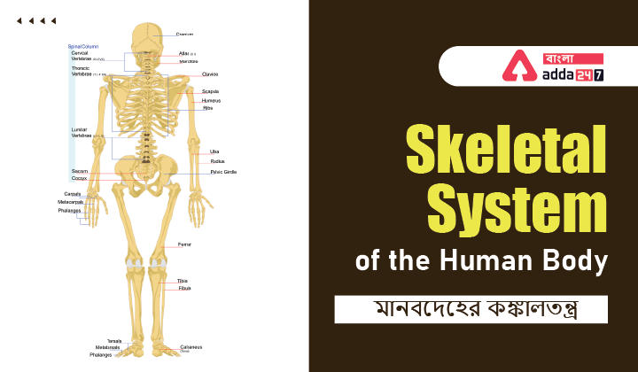 Skeletal System of the Human Body_30.1