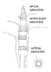 Meristematic Tissue Diagram