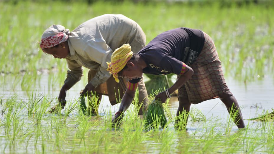 India Set to Extend Rice Export Bans Through 2024, Impacting Global Prices_80.1