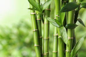 Bamboo Conclave held via Video Conferencing_4.1