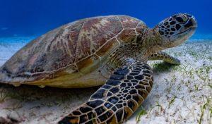 World Turtle Day celebrated on 23 May_4.1