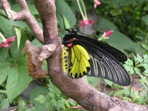 Himalayan Golden Birdwing butterfly named as India's largest butterfly_4.1