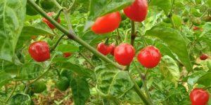 Famous chilli of Sikkim "Dalle Khursani" gets GI Tag_4.1