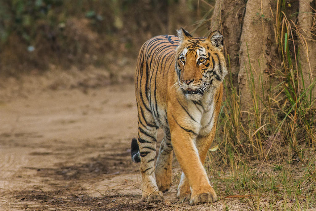 Conservation and Challenges of Jim Corbett National Park
