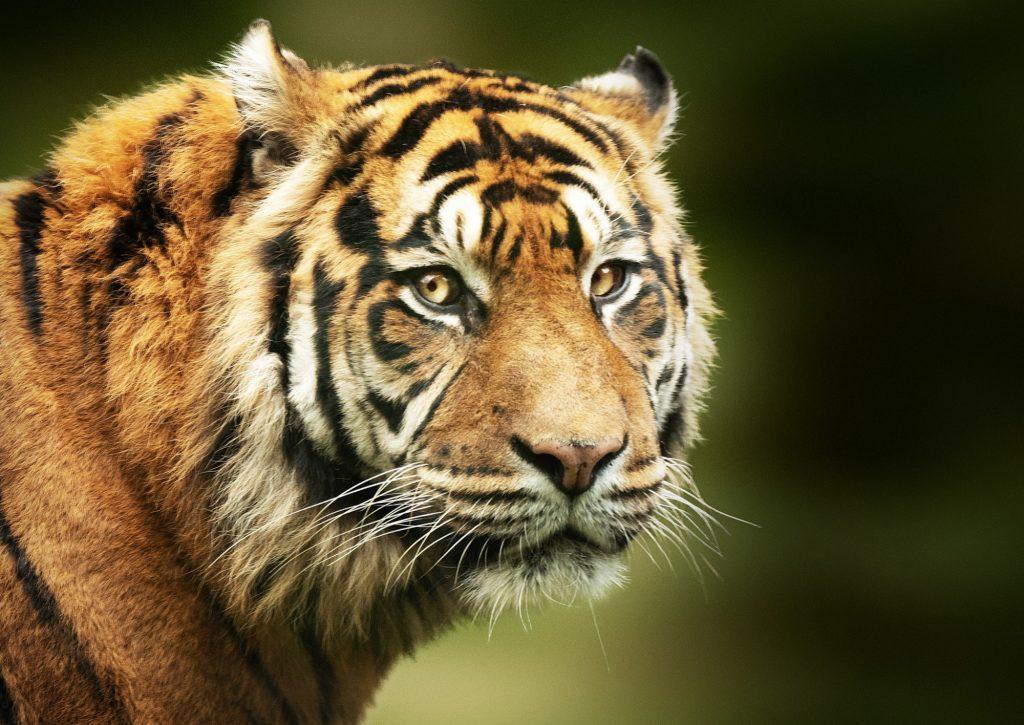International Tiger Day 2023: Date, Significance, and History_5.1